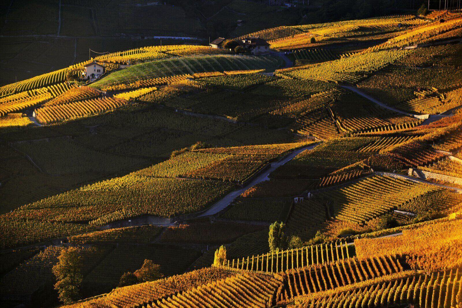 Vins de Lavaux